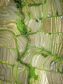 Paddy Fields Prints: Rice Terraces at Jatiluwih, Bali, Indonesia