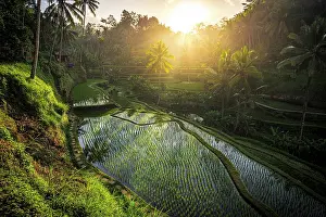 Tropical Climate Prints: Rice terraces lit by the warm lights of sunrise, Ubud, Bali, Indonesia