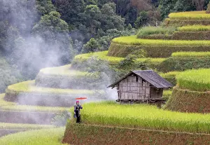 Rice Fields Prints: Rice terraces, Mu Cang Chai, Northwest Vietnam, Asia