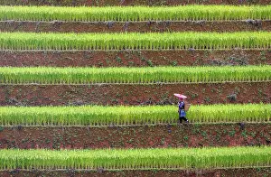 Crop Prints: Rice terraces, Mu Cang Chai, Northwest Vietnam, Asia