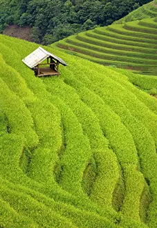 Rice Fields Prints: Rice terraces, Mu Cang Chai, Northwest Vietnam, Asia