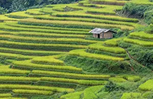 Rice Fields Prints: Rice terraces, Mu Cang Chai, Northwest Vietnam, Asia