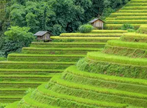 Rice Fields Prints: Rice terraces, Mu Cang Chai, Northwest Vietnam, Asia