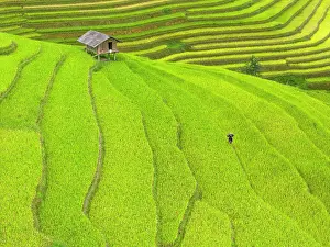 Crop Prints: Rice terraces, Mu Cang Chai, Northwest Vietnam, Asia