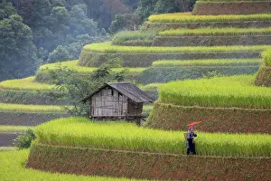 Rice Fields Prints: Rice terraces, Mu Cang Chai, Northwest Vietnam, Asia