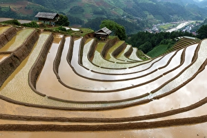 Rice Field Prints: Rice terraces at Mu Cang Chai, Vietnam