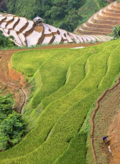 Rice Field Prints: Rice terraces at Mu Cang Chai, Vietnam
