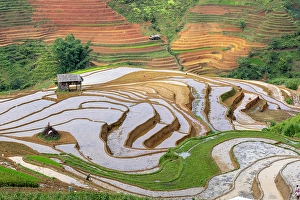 Crops Prints: Rice terraces at Mu Cang Chai, Vietnam