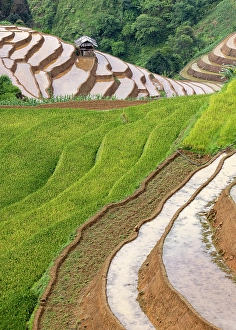 Crops Prints: Rice terraces at Mu Cang Chai, Vietnam