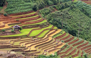 Crops Prints: Rice terraces at Mu Cang Chai, Vietnam