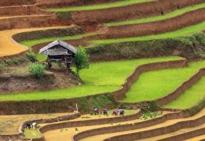 Crops Prints: Rice terraces at Mu Cang Chai, Vietnam