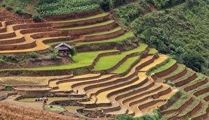 Crops Prints: Rice terraces at Mu Cang Chai, Vietnam