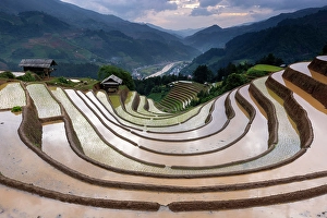 Crops Prints: Rice terraces at Mu Cang Chai, Vietnam