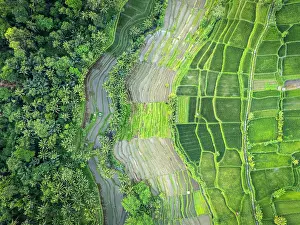 Straight Down Prints: Rice Terraces near Ubud, Bali, Indonesia