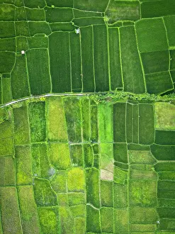 Rice Fields Prints: Rice Terraces near Ubud, Bali, Indonesia