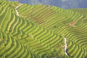 Images Dated 29th January 2010: Rice terraces, Ping An, Guangxi, China
