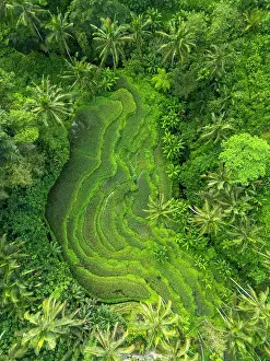 Straight Down Prints: Rice Terraces, Tegallalang, near Ubud, Bali, Indonesia
