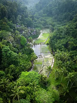 Rice Fields Prints: Rice Terraces, Tegallalang, near Ubud, Bali, Indonesia