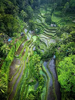 Crop Prints: Rice Terraces, Tegallalang, near Ubud, Bali, Indonesia