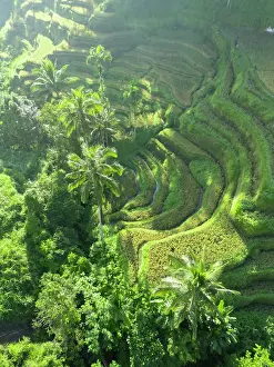 Rice Fields Prints: Rice Terraces, Tegallalang, near Ubud, Bali, Indonesia
