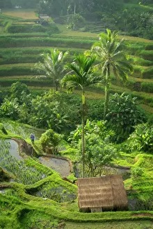 Crop Prints: Rice Terraces, Tegallalang, near Ubud, Bali, Indonesia