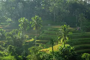 Rice Fields Prints: Rice Terraces, Tegallalang, near Ubud, Bali, Indonesia
