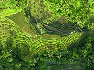 Straight Down Prints: Rice Terraces, Tegallalang, near Ubud, Bali, Indonesia