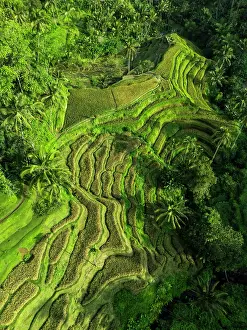 Rice Fields Prints: Rice Terraces, Tegallalang, near Ubud, Bali, Indonesia