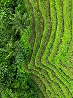 Rice Fields Prints: Rice Terraces, Tegallalang, near Ubud, Bali, Indonesia