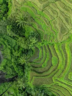 Rice Fields Prints: Rice Terraces, Tegallalang, near Ubud, Bali, Indonesia