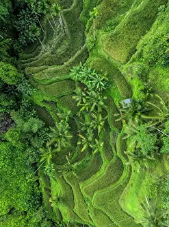 Straight Down Prints: Rice Terraces, Tegallalang, near Ubud, Bali, Indonesia