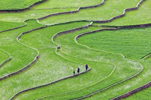 Rice Field Prints: Rice terraces, Tu Le, Yen Bai Province, Vietnam
