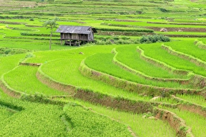 Rice Field Prints: The rice terraces of Tu Le, Yen Bai Province, Vietnam