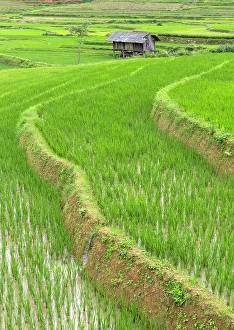 Rice Field Prints: Rice terraces, Tu Le, Yen Bai Province, Vietnam