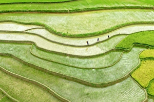 Crop Prints: The rice terraces of Tu Le, Yen Bai Province, Vietnam