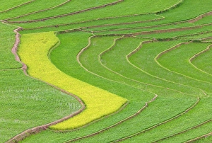 Crops Prints: Rice terraces, Tu Le, Yen Bai Province, Vietnam