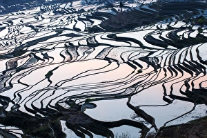 Terracing Prints: Rice terraces in Yuanyang, Yunnan, China