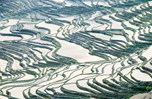 Rice terraces in Yuanyang, Yunnan, China