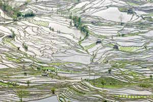 Terracing Prints: Rice terraces in Yuanyang, Yunnan, China
