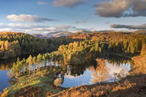 Rich evening sunshine glows on the trees at Tarn Hows in the Lake District National Park