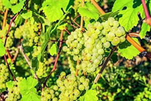 Beilstein Prints: Riesling grapes at Beilstein, Hunsruck, Mosel, Rhineland-Palatinate, Germany