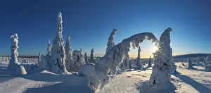 Freeze Prints: Riisitunturi National Park, Posio, Lapland, Finland