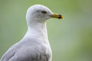 Close Ups Prints: Ring bill gull (Larus delawarensis)