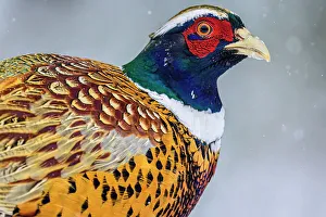 Eating Feeding Prints: Ring-necked Pheasant (Phasianus colchicus), Greater Sudbury, Ontario, Canada