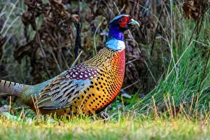 Eating Feeding Prints: Ring-necked Pheasant (Phasianus colchicus) Male, Greater Subdury, Ontario, Canada