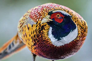 Eating Feeding Prints: Ring-necked Pheasant (Phasianus colchicus) Male, Greater Subdury, Ontario, Canada