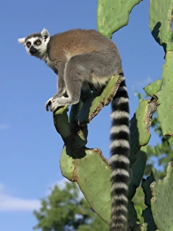 A ring-tailed lemur A ring-tailed lemur