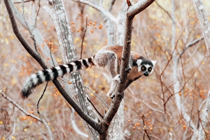 Jewellery Prints: ring-tailed lemur, known as catta, climbs tree branch. South Madagascar, Africa