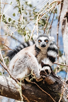 Jewellery Prints: ring-tailed lemur, known as catta, climbs tree branch. South Madagascar, Africa