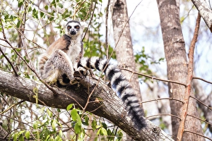 Marsupial Prints: ring-tailed lemur, known as catta, climbs tree branch. South Madagascar, Africa